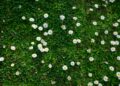 Ein ruhiger Frühlingsmorgen: Ein Spaziergang zum Schrebergarten